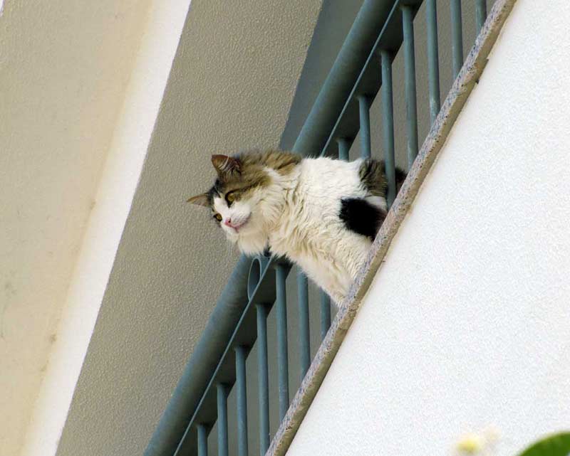 cats of Madeira cat looking down from balcony